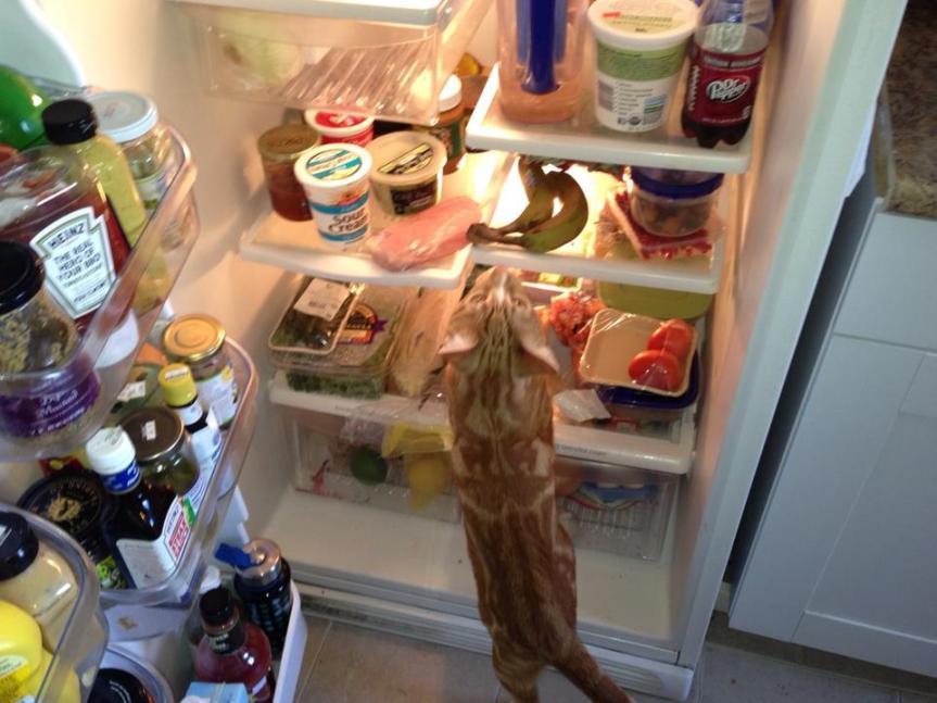 Does This Cat Look Like Bacon&nbsp;Sunday