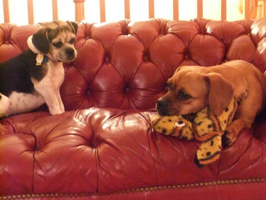 I Hate the Way You Lay On My Tiger&nbsp;Sunday