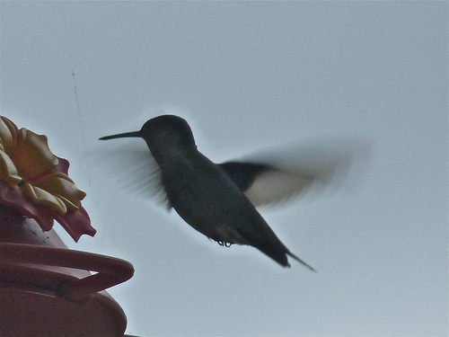Hummingbird by beccapuglisi via WANA commons, Flickr