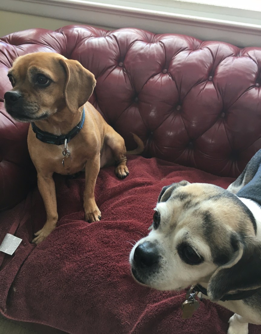 Sh*t My Dogs Eat, Part&nbsp;Deux