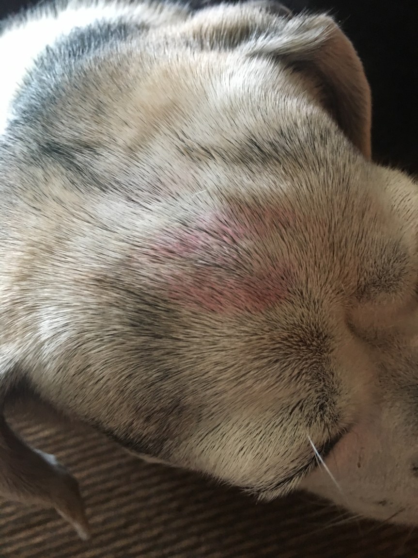 The Fuggle’s Latest Artistic&nbsp;Endeavor