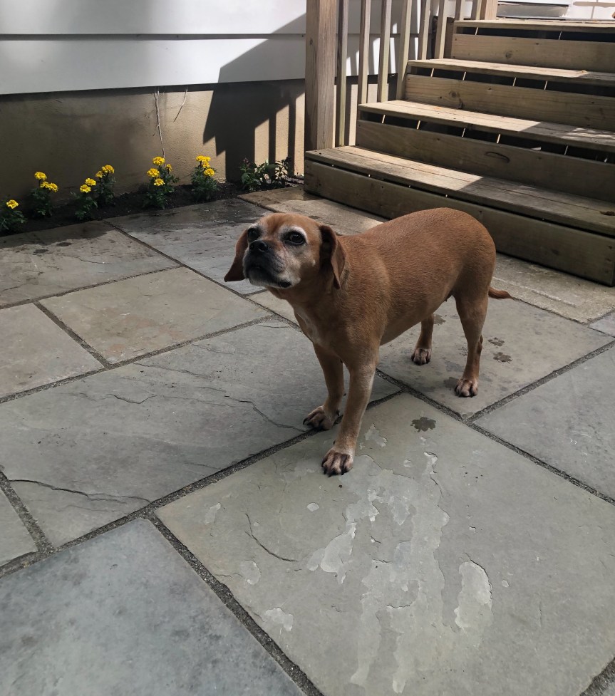 The Decline of Western Civilization IV- the Quarantine&nbsp;Years